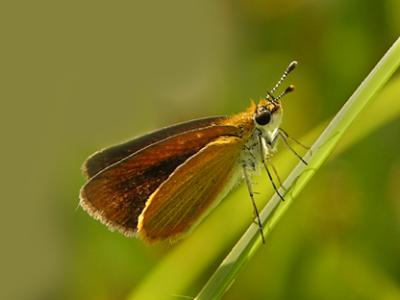 Least Skipper