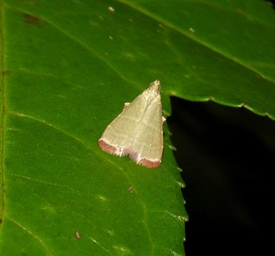  Olive Arta Moth (5568)
