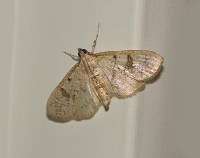 Inkblot Palpita Moth (5223)