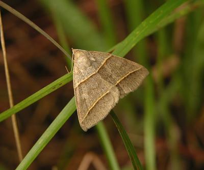 Common Ptichodis Moth (8750)