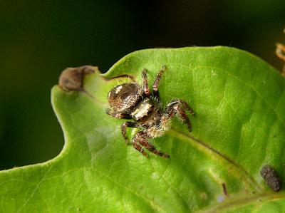 Phidippus spp.