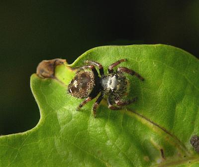 Phidippus spp.