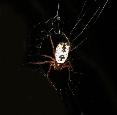 White Micrathena Spider