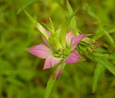 Beebalm, Spotted