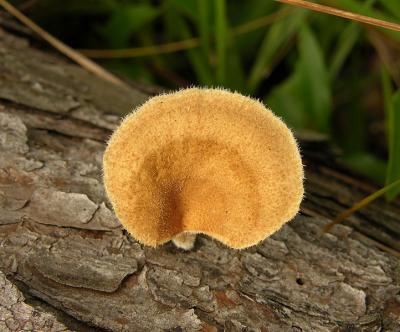 Unidentified Fungus