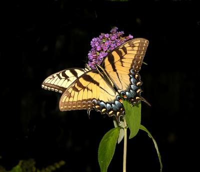 Eastern Tiger Swallowtails (Female)
