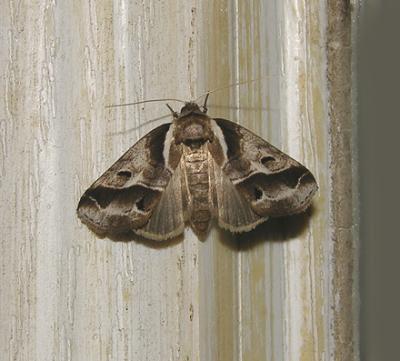 Doubleday's Baileya Moth (8969)