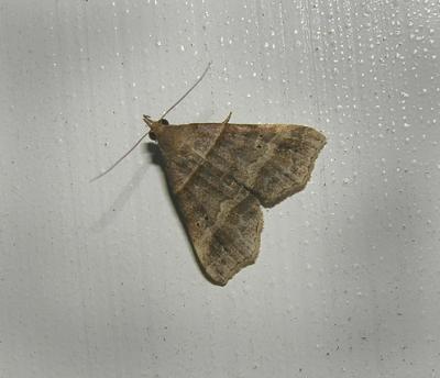 Dark-banded Owlet Moth (8338)