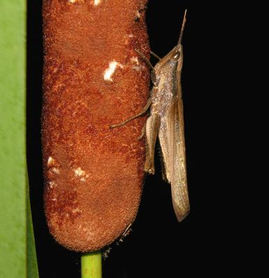 Clip-wing Grasshopper
