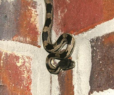 Gulf Hammock Rat Snake