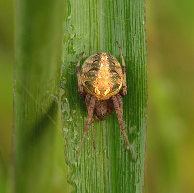 Neoscona arabesca