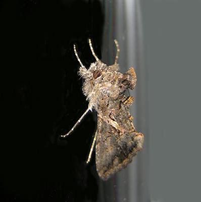 Sharp-stigma Looper Moth (8889)