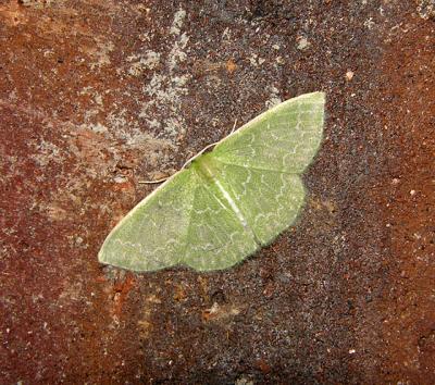 Southern Emerald Moth (7059)