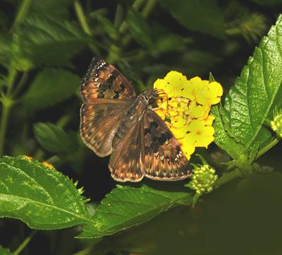Horace's Duskywing