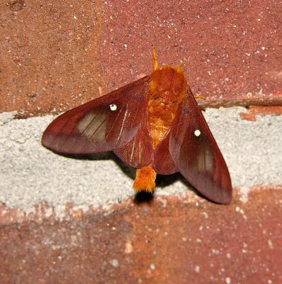 Pink-striped Oakworm Moth (Male) (7723)