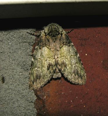 Mottled Prominent Moth (7975)