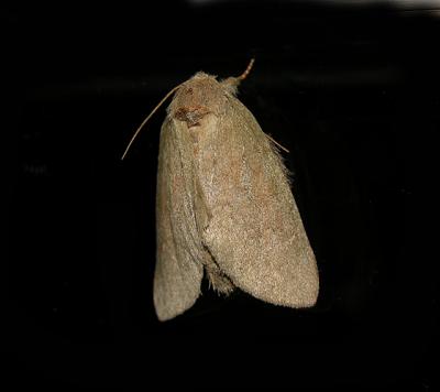Drab Prominent Moth (7974)