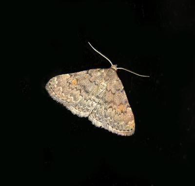 Common Idia Moth (8323)