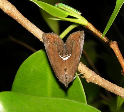 Small Necklace Moth (8528)