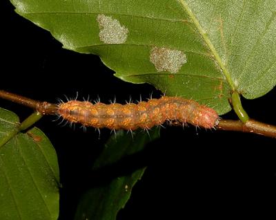 Ovate Dagger Moth Caterpillar (9243)