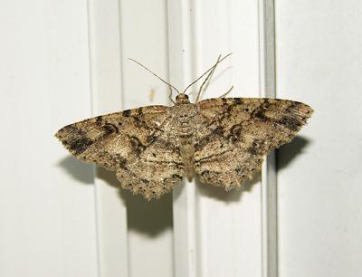 Canadian Melanolophia Moth (6620)