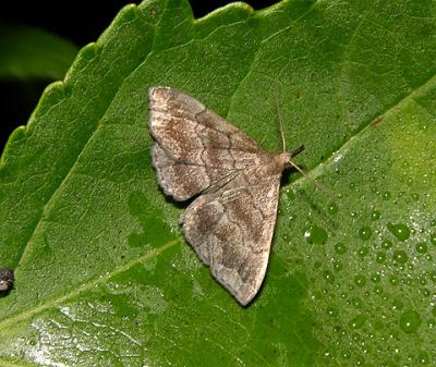 Black-banded Owlet Moth (8364)