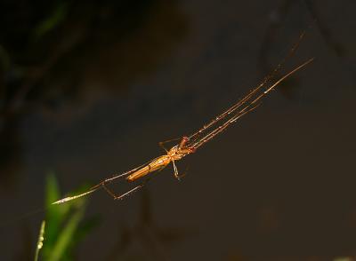 Tetragnatha sp.