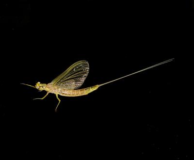 Golden Mayfly