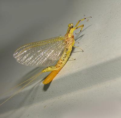 Egg Laying Golden Mayfly