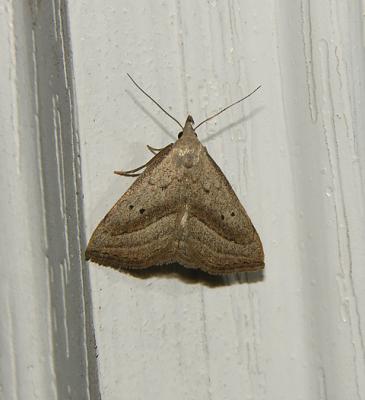 Slant-lined Owlet Moth (8357)