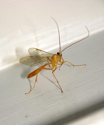 Short-tailed 