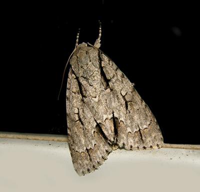 Greater Oak Dagger Moth (9238)