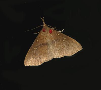 Salutary Renia Moth (8378)
