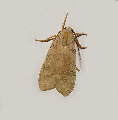 Banded Tussock Moth (8203)