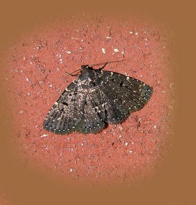 Black Fungus Moth (8502)