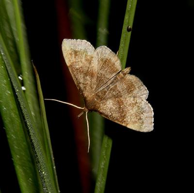Black-banded Owlet Moth (8364)
