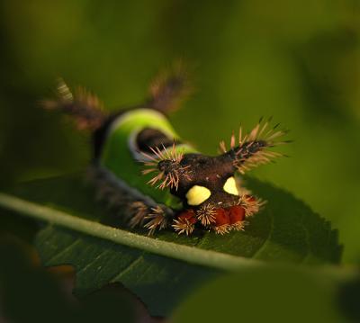 Saddleback Caterpillar Moth (4700)