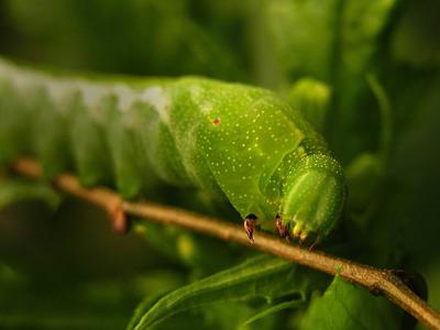 Virginia Creeper Sphinx Caterpillar (7885)