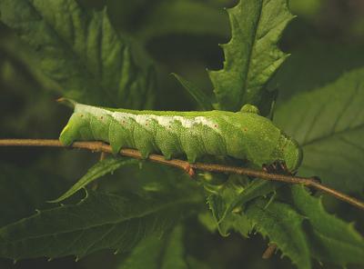 Virginia Creeper Sphinx Caterpillar (7885)