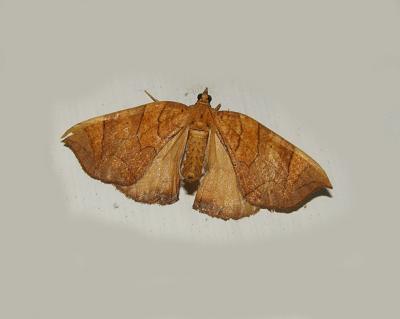 Lesser Grapevine Looper Moth (7196)