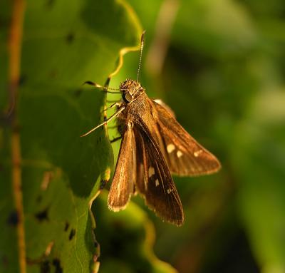 Unidentified Skipper