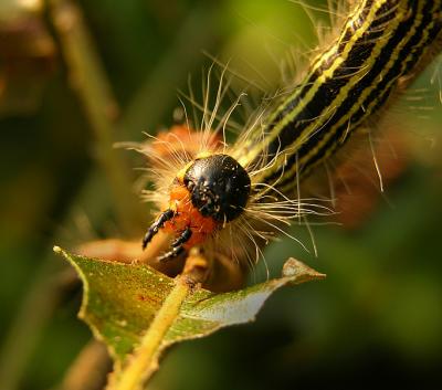 Drexel's Datana Moth Caterpillar (7904)