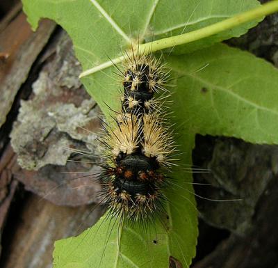 Unidentified Caterpillar