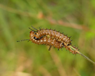 Unidentified Caterpillars