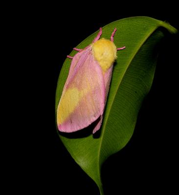 Rosey Maple Moth (7715)
