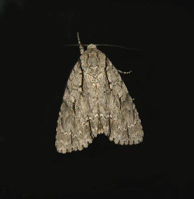 American Dagger Moth (9200)