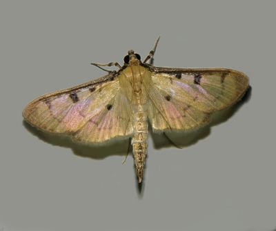 Sweetpotato Leafroller Moth (5248)