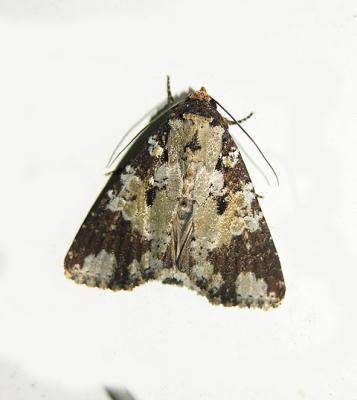 The Confederate Moth (9714)
