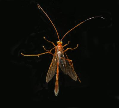 Ichneumon Wasp