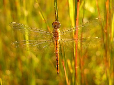 Skimmer Dragonflies: Genus: Pantala (Gliders)